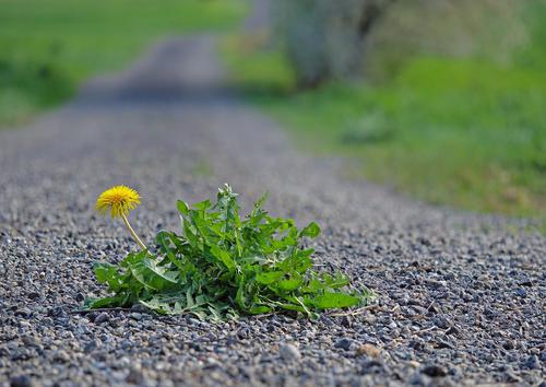 はじめに・遺族基礎年金がもらえる条件