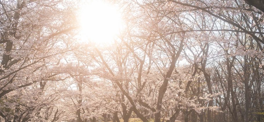 愛知の地で癒しと活力を与える東郷町の魅力