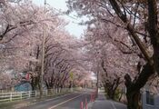 水と緑に恵まれた弥富市 - 濃尾平野の田園都市